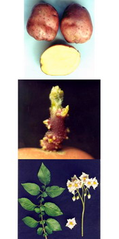 Soi romanesc cartofi  CUMIDAVA