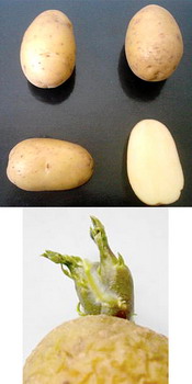 Soi romanesc cartofi  HARGHITA