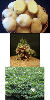 Soi romanesc cartofi  LUIZA