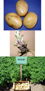 Soi romanesc cartofi  MAGIC