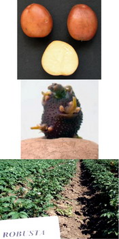 Soi romanesc cartofi  ROBUSTA