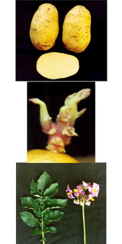 Soi romanesc cartofi  ROCLAS