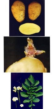 Soi romanesc cartofi  RUSTIC