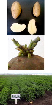 Soi romanesc cartofi  TRANSILVANIA