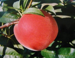 Culturi de piersici distruse de iarna foarte rece din USA