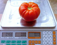 Tomate cultivate toamna Belfast-F1