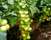 Tomate cultivate toamna Marissa F1