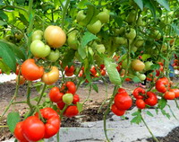 Tomate cultivate toamna Qualitet F1