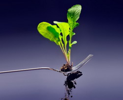 Studentii romani se intrec in alimente eco-inovative si sanatoase