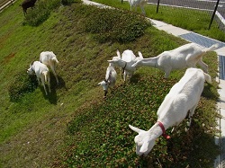 amazon-japan-goats-2