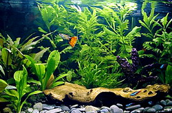 Sfaturi despre amenajarea acvariilor de apa dulce
