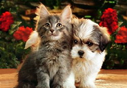 Ingrijirea animalelor de companie pe timpul verii