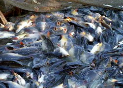 Noul plan de actiune francez privind controlul pescuitului este implementat si in Romania