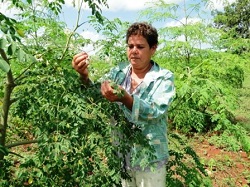 cultivo-de-la-moringa