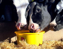 Beneficiile melasei in furajarea rumegatoarelor