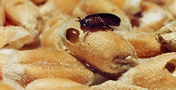 Depozitarea si pastrarea semintelor in gospodarii si in micile ferme