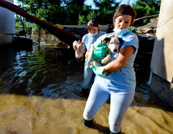 150 de tone de hrana pentru animalele afectate de inundatii, in Serbia si Bosnia