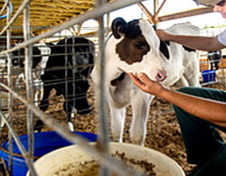 inspectii exploatatii animale