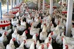 poulty farming in nigeria