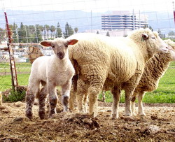 Sibiu: Actiuni pentru protejarea sanatatii animalelor in luna mai