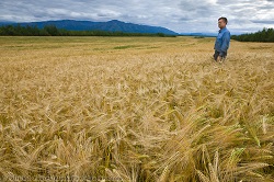 Productii ridicate de orz in Alaska