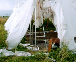 Guvernul aproba ajutorul pentru serele si solariile afectate in aprilie-iulie 2014