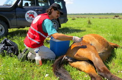 Caii salbatici din Grindul Letea – proiect de control al reproductiei
