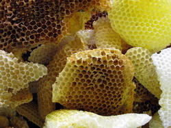 Ceara de albine – Ce trebuie sa stim despre obtinerea si intrebuintarile acesteia