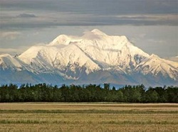 Constantino-Barley-1