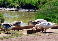 Tehnologii de crestere a gastelor