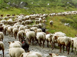 Export ovine-caprine Turcia