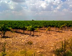 Impactul sprijinului UE pentru asigurarea competitivitatii sectorului vitivinicol nu este clar demonstrat