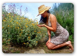 Introducere in Permacultura – curs