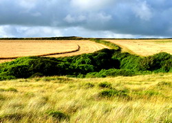 APIA verifica suprafetele agricole declarate de fermieri in cererile unice de plata