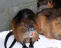 Sfaturi despre cresterea si avantajele cresterii nutriilor