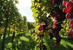 incurajarea producatorilor viticoli