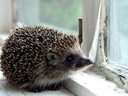 Sfaturi despre arici