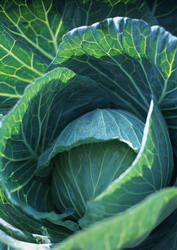 Recomandari pentru cultura verzei de toamna