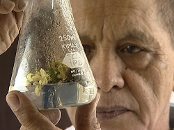 Venituri de 40 de miliarde de euro prin stimularea infloritului la mango cu nitrat de potasiu