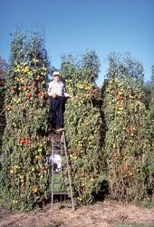 Charles Wilber si plantele sale uriase de rosii