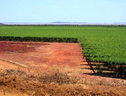 Stimularea absorbtiei elementelor nutritive din sol