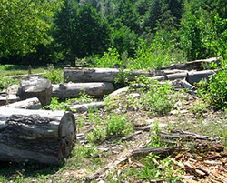 Se verifica taierea, prelucrarea si comercializarea lemnului in 11 judete