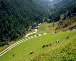 Dezvoltarea agriculturii din zona montana – Colaborare intre regiunea Tirolul de Sud si judetul Neamt