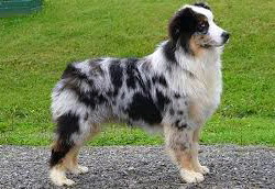 Australian Shepherd Dog – Ciobanescul australian modern