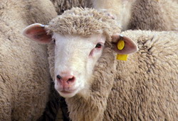 Boala limbii albastre-Bulgaria