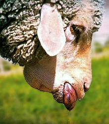 Boala limbii albastre (Bluetongue)