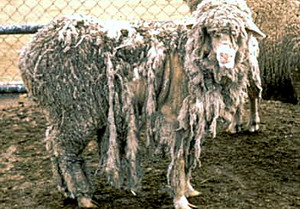 Boala limbii albastre Bluetongue 3