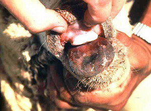 Boala limbii albastre Bluetongue 4