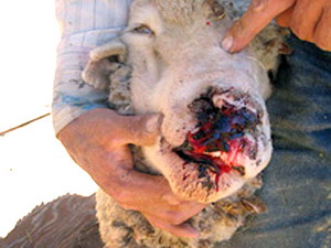 Boala limbii albastre Bluetongue 5