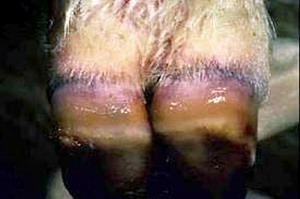 Boala limbii albastre Bluetongue 6